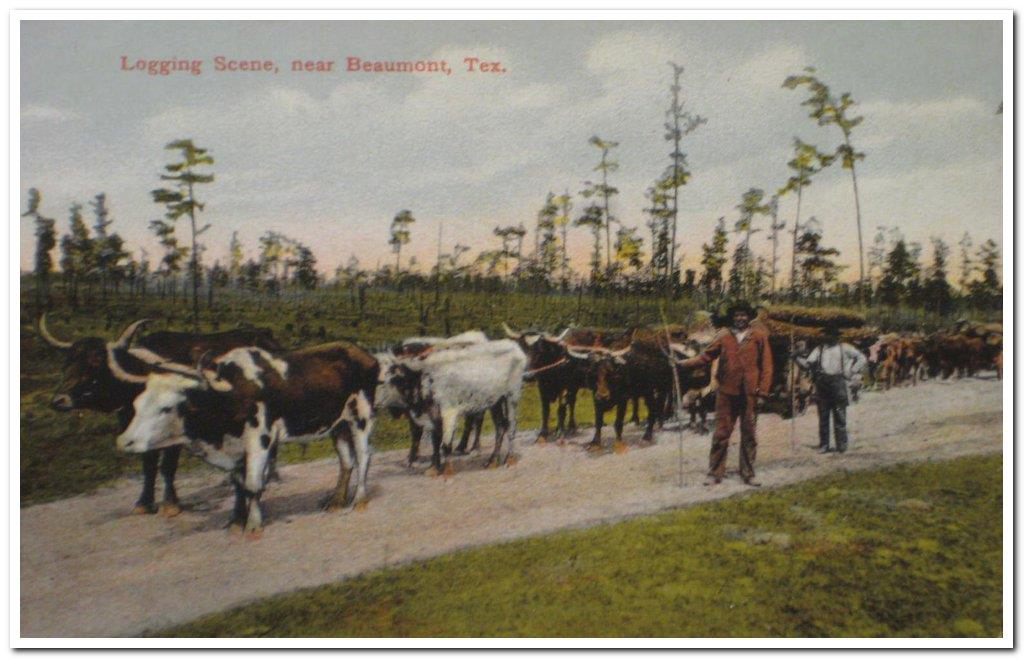 Logging scene near Beaumont, TX.